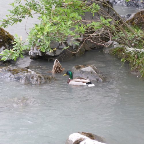 Stockenten im Rhein