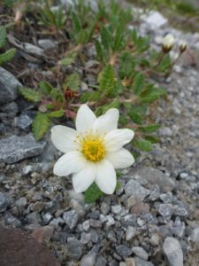 Alpen-Anemone (Anemone alpina L.)