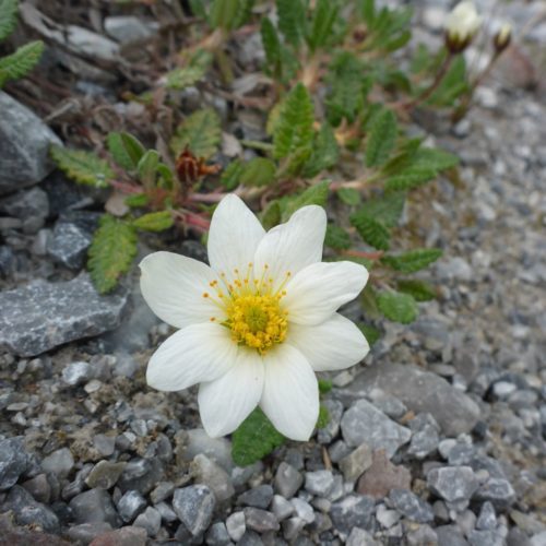 Alpen-Anemone (Anemone alpina L.)