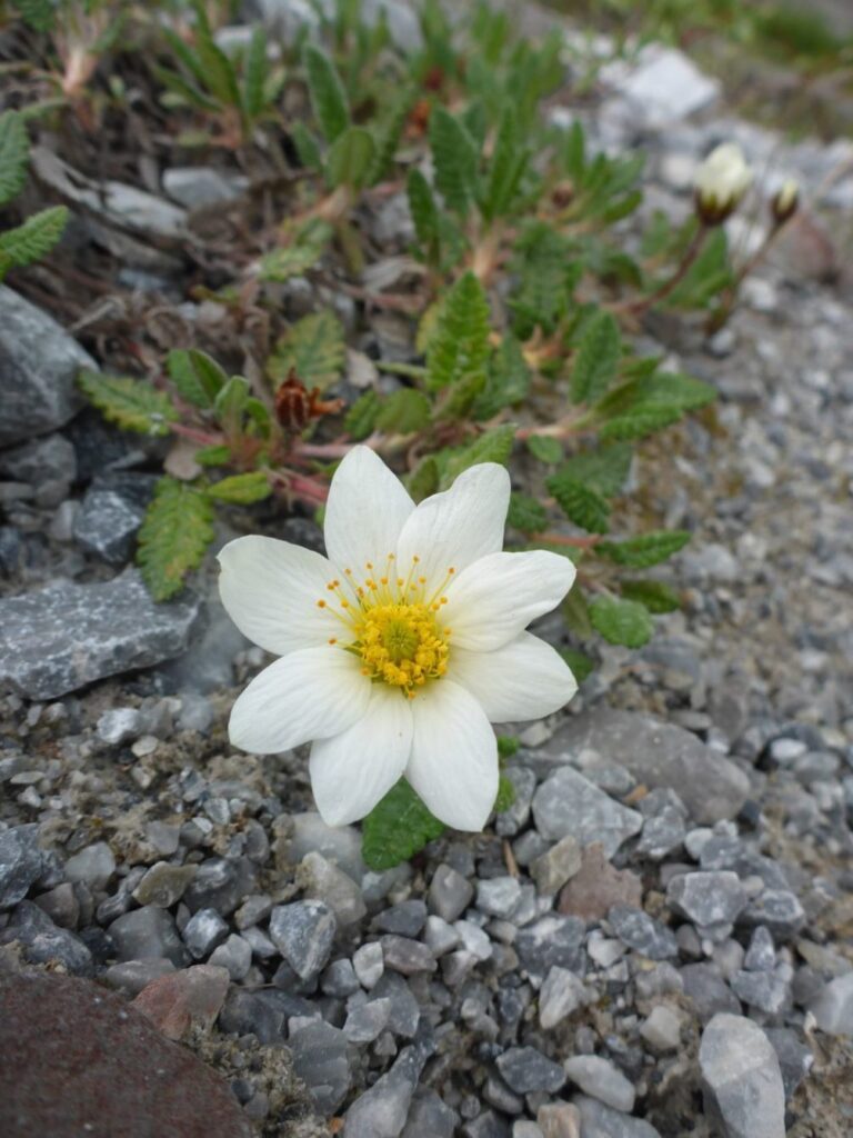 Alpen-Anemone (Anemone alpina L.)