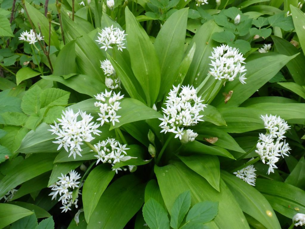 Bärlauch (Allium ursinum)