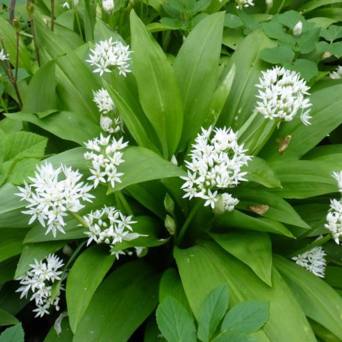Bärlauch (Allium ursinum)