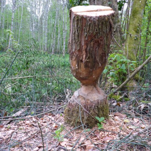 Biber Arbeit im Winter 2017