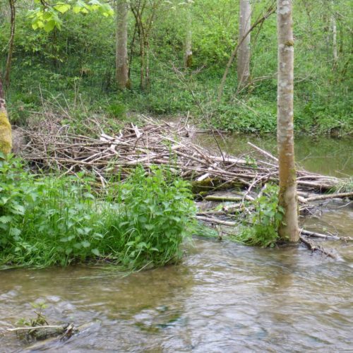 Biberdamm Mederbach