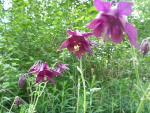 Akeleien (Aquilegia)