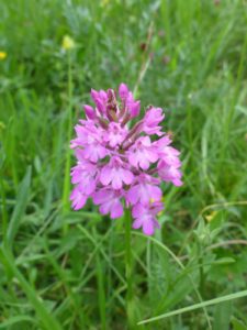 Spitzorchis (Anacamptis pyramidalis)