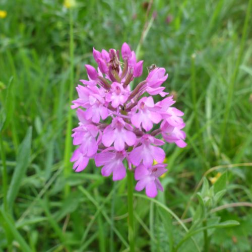 Spitzorchis (Anacamptis pyramidalis)