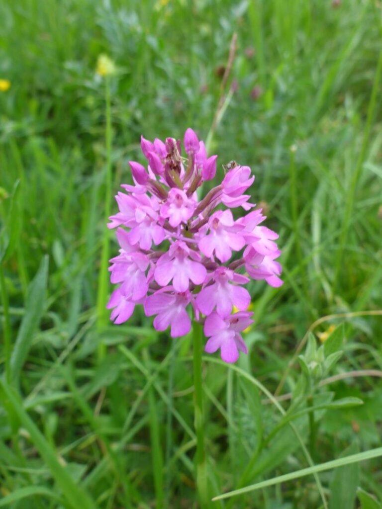 Spitzorchis (Anacamptis pyramidalis)