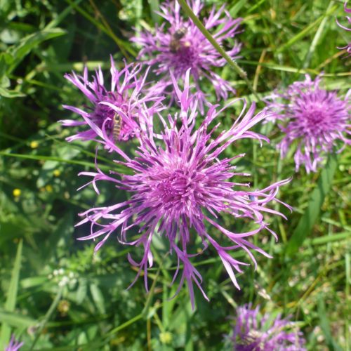 Wiesen-Flockenblume (Centaurea jacea)