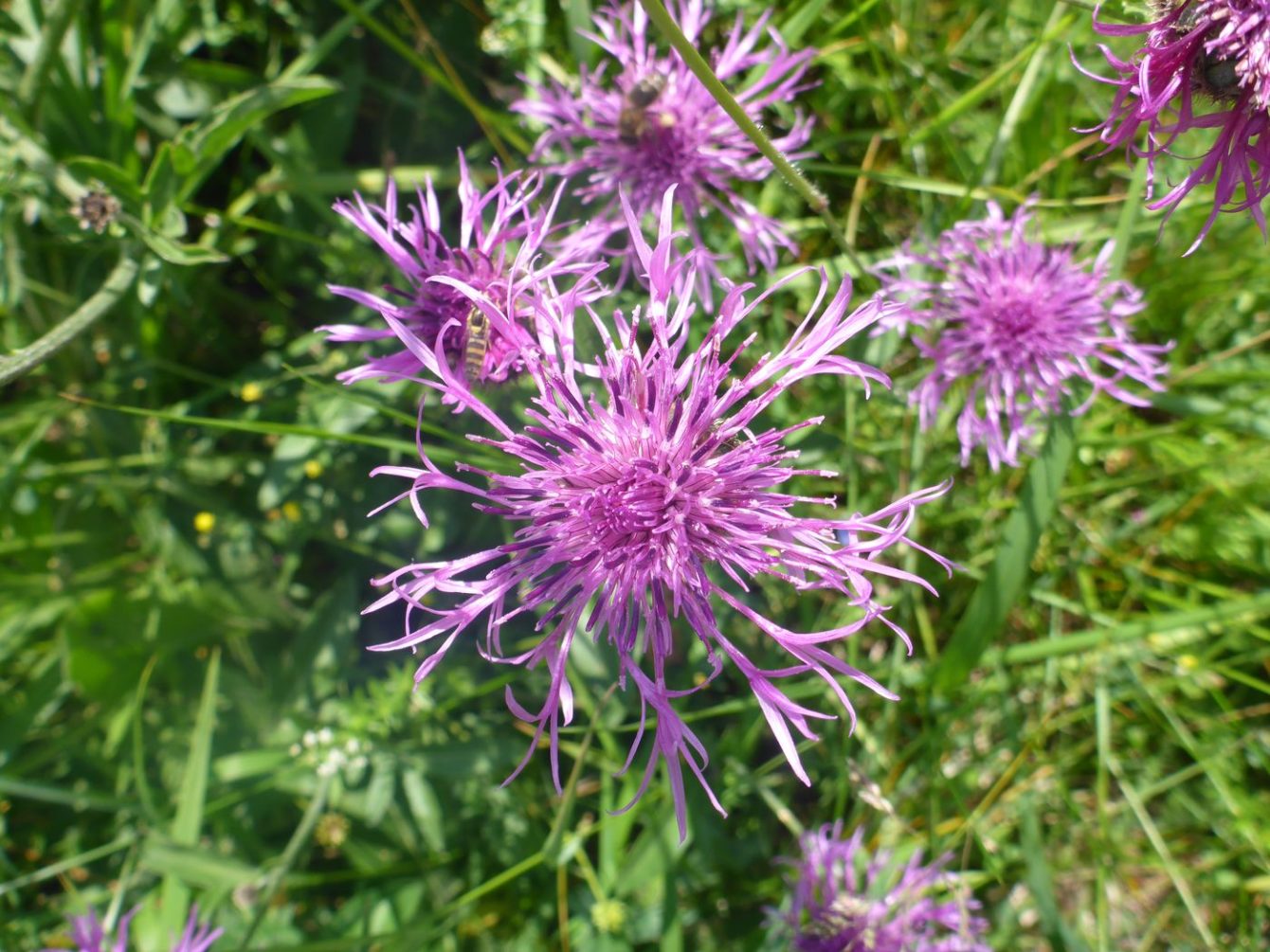 Wiesen-Flockenblume (Centaurea jacea)