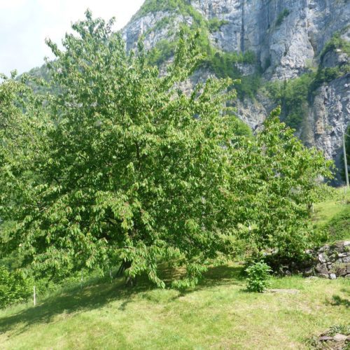 Wildkirschbaum ohne verfrorene Kirschen