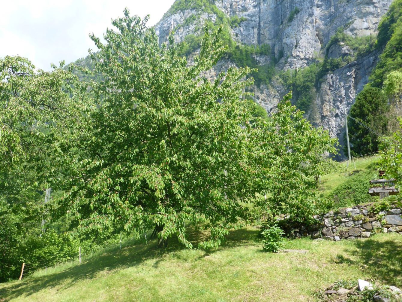 Wildkirschbaum ohne verfrorene Kirschen