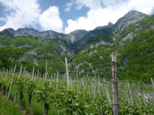 Churfirsten und Rebberg Quinten