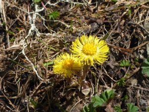 Huflattich (Tussilago farfara)