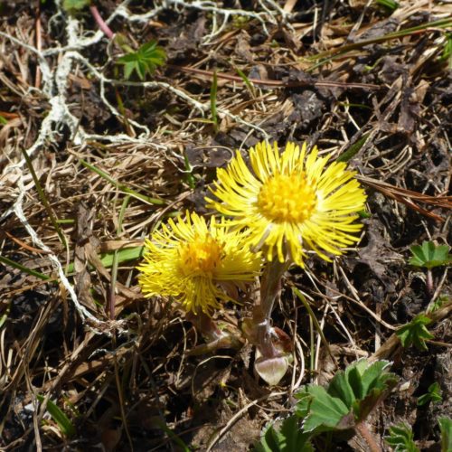 Huflattich (Tussilago farfara)