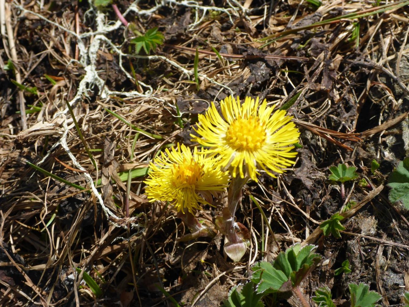 Gelbe Blumen