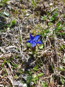 Bayerische Enzian (Gentiana bavarica)