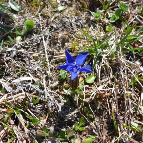 Bayerische Enzian (Gentiana bavarica)