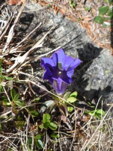Echter Alpenenzian - Gentiana clusii