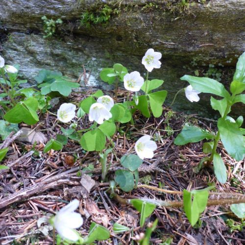 Wald-Sauerklee (Oxalis acetosella)