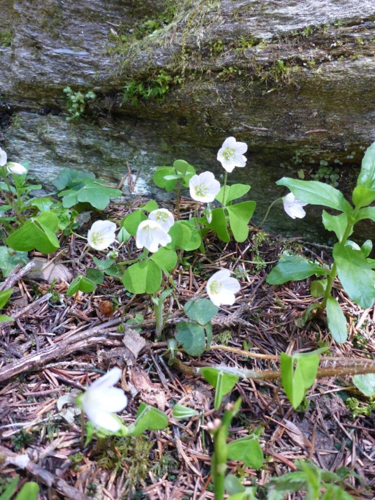 Wald-Sauerklee (Oxalis acetosella)