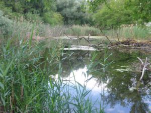 Naturschutzgebiet Alter Rhein