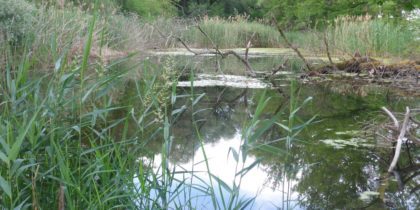 Naturschutzgebiet Alter Rhein