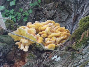 Gemeine Schwefelporling (Laetiporus sulphureus)