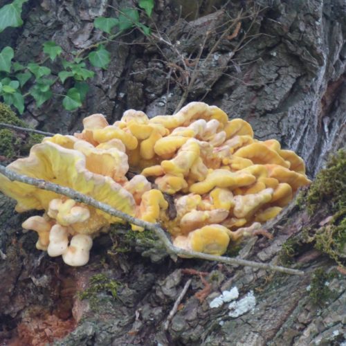 Gemeine Schwefelporling (Laetiporus sulphureus)