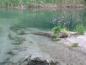 Zufluss Alter Rhein