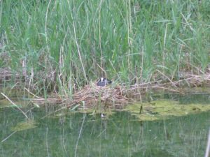 Blässhuhn (Fulica atra)