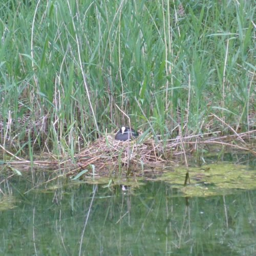 Blässhuhn (Fulica atra)