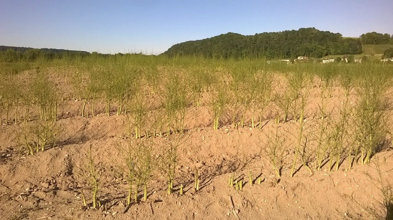 Gemüsespargel oder Gemeiner Spargel (Asparagus officinalis)