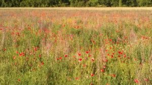 Mohn (Papaver) bei Tüfenwisler