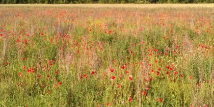 Mohn (Papaver) bei Tüfenwisler