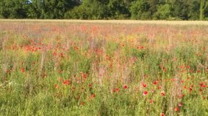 Mohn (Papaver) bei Tüfenwisler