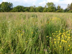 Wiese Tüfenwisler