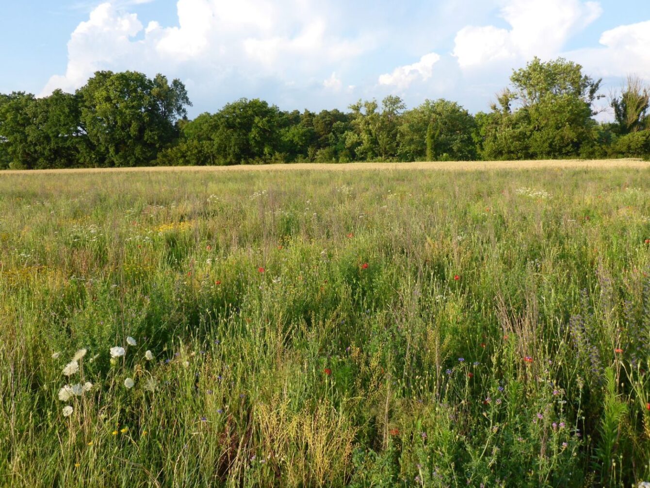 Wiese Tüfenwisler