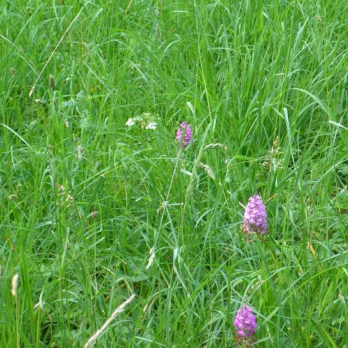 Orchideen