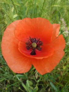 Mohn (Papaver)