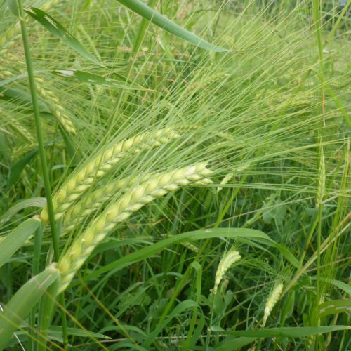 Gerste (Hordeum vulgare)