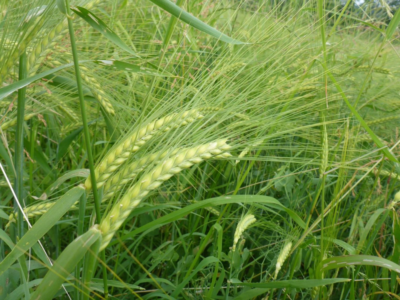 Gerste (Hordeum vulgare)