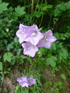 Rundblättrige Glockenblume (Campanula rotundifolia)