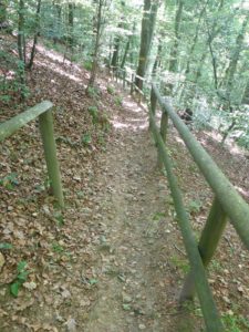 Gemütlicher Waldweg