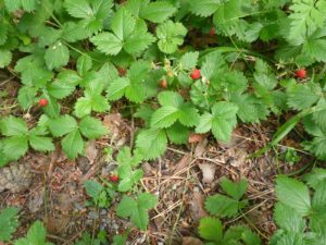 Wald-Erdbeere (Fragaria vesca),