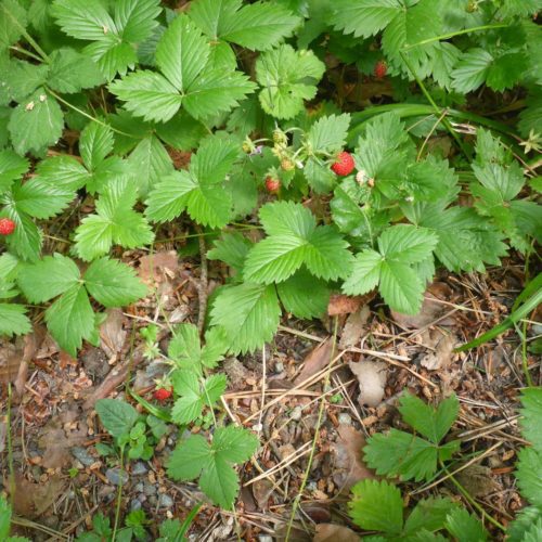 Wald-Erdbeere (Fragaria vesca),