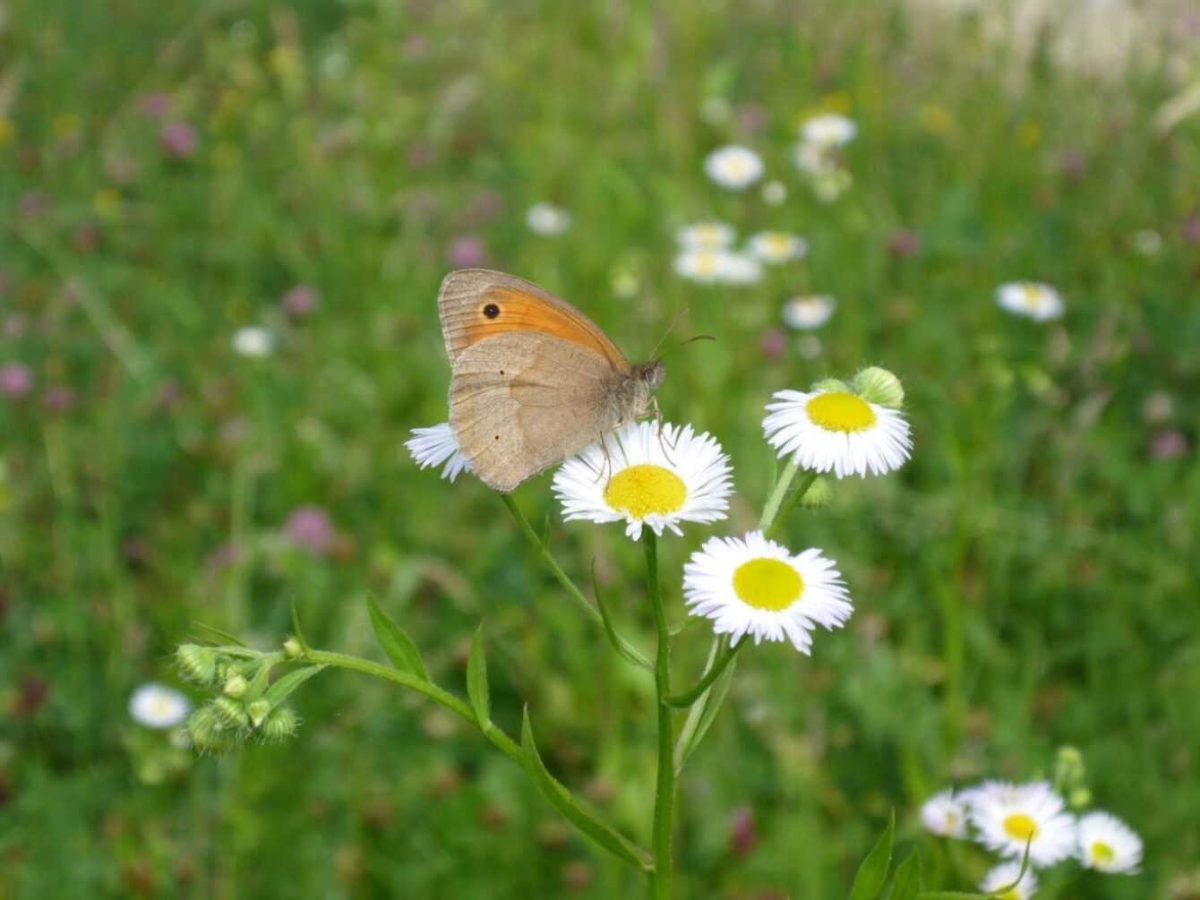 Schmetterling