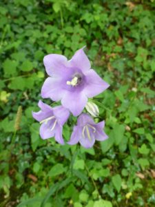 Rundblättrige Glockenblume (Campanula rotundifolia)