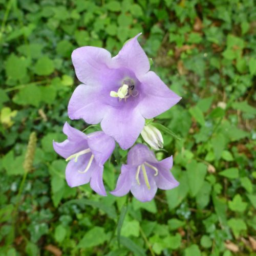 Rundblättrige Glockenblume (Campanula rotundifolia)