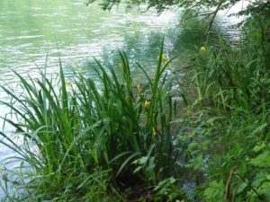 Sumpf-Schwertlilie (Iris pseudacorus) am Rhein